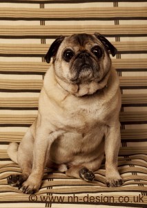 Bertie, the NH Design office pooch