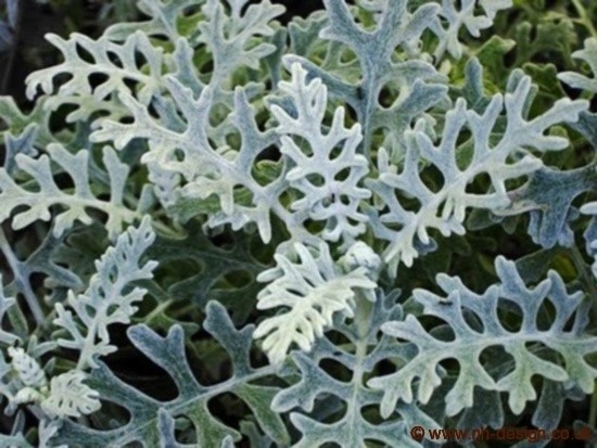 Dusty Miller